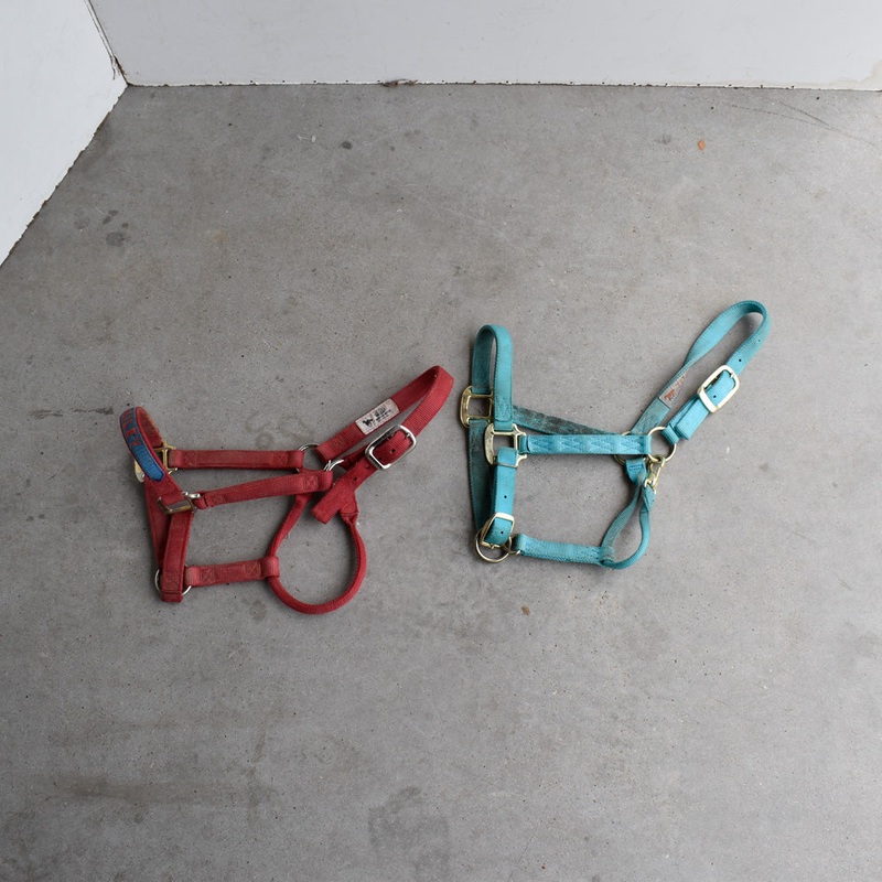 Used Assorted Halters Set Of 2