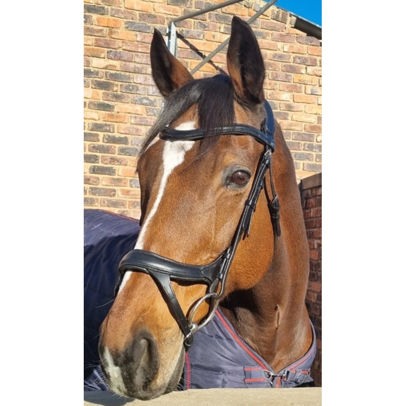 Bridle anatomic padded