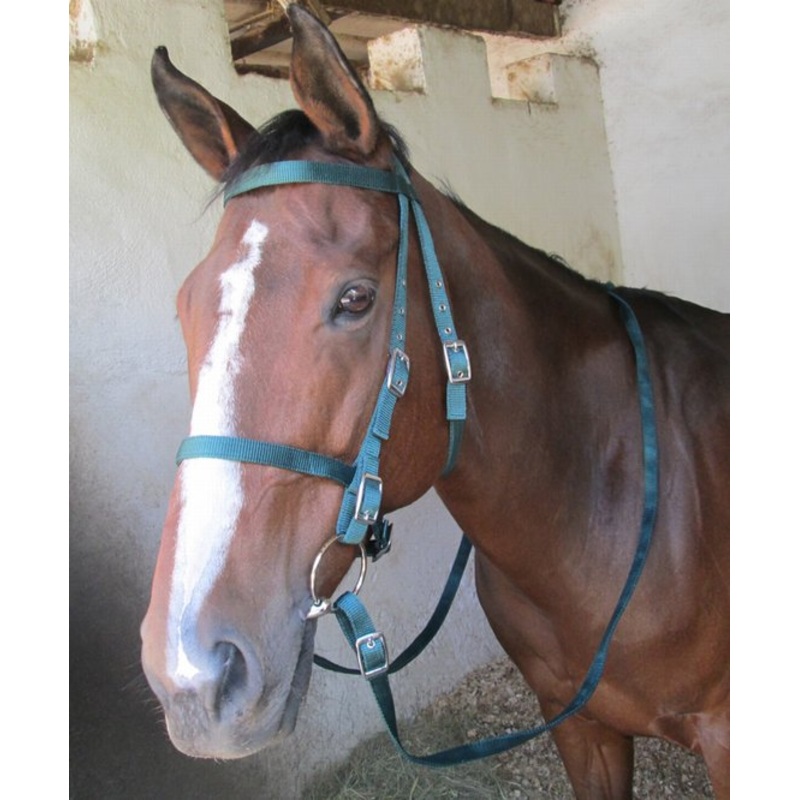 Bridle Double webbing