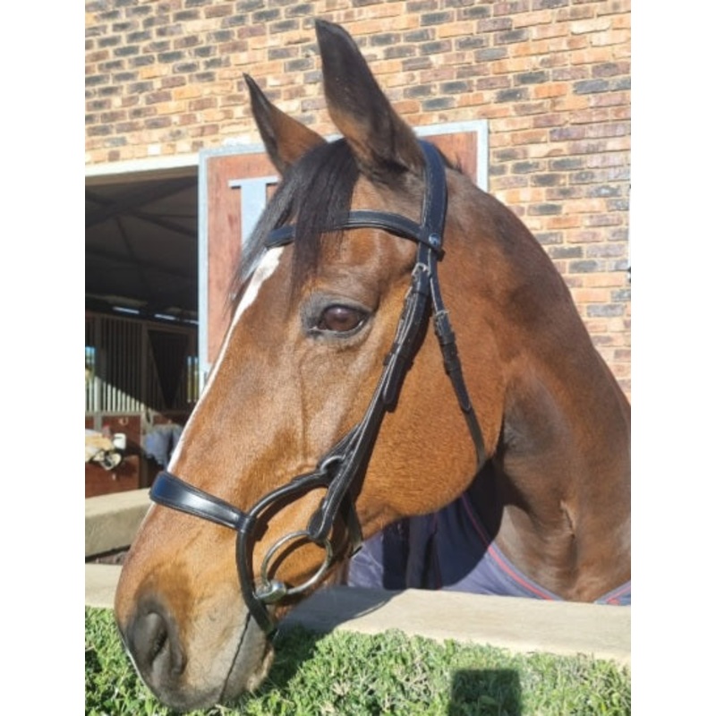 Bridle anatomic rolled